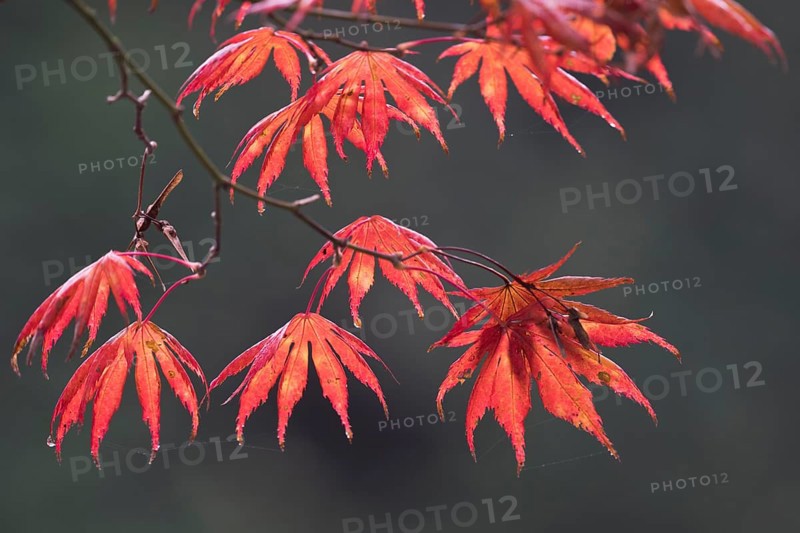 Japanese fan maple