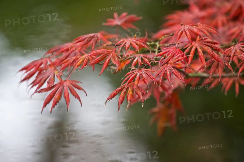 Japanese fan maple
