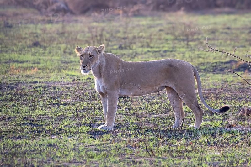 Lion
