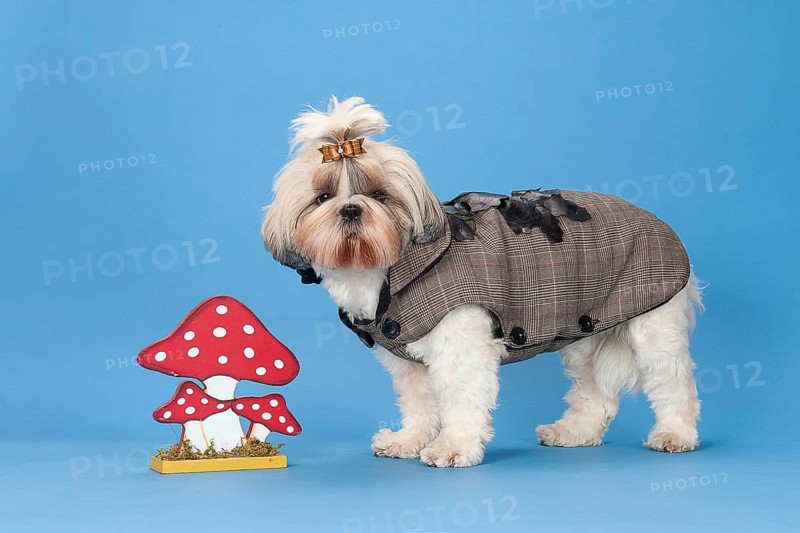 Shih-Tzu bitch