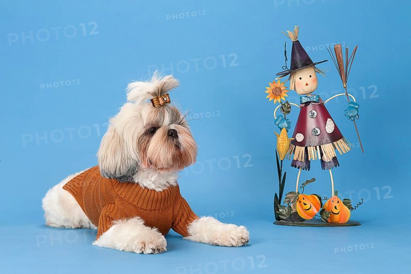 Shih-Tzu bitch