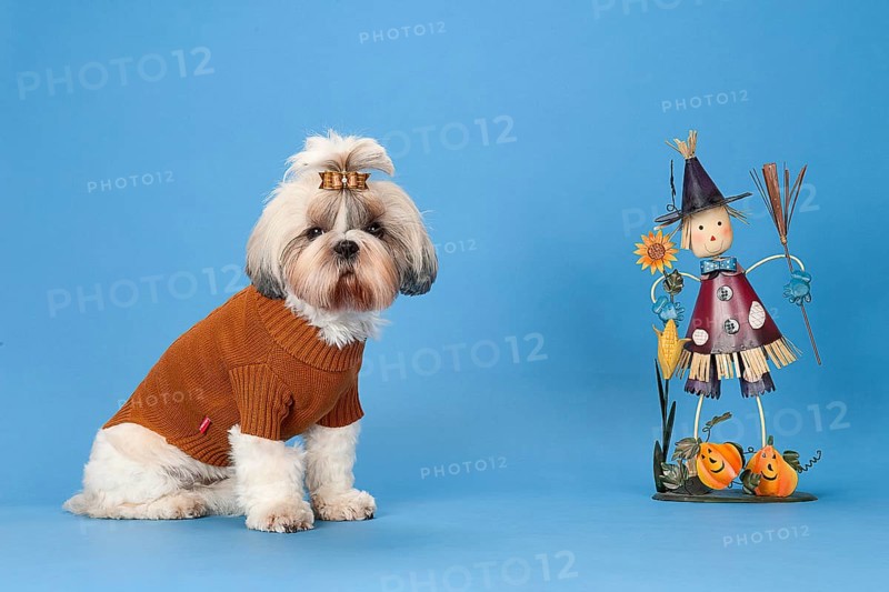 Shih-Tzu bitch