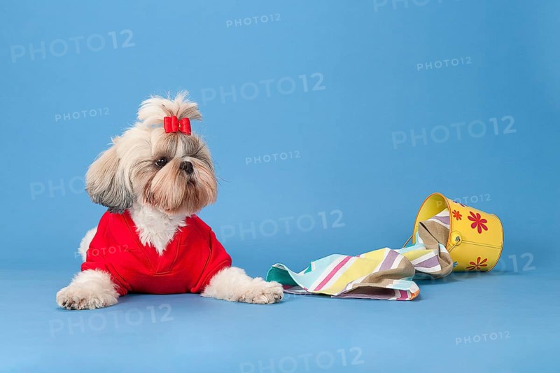 Shih-Tzu bitch