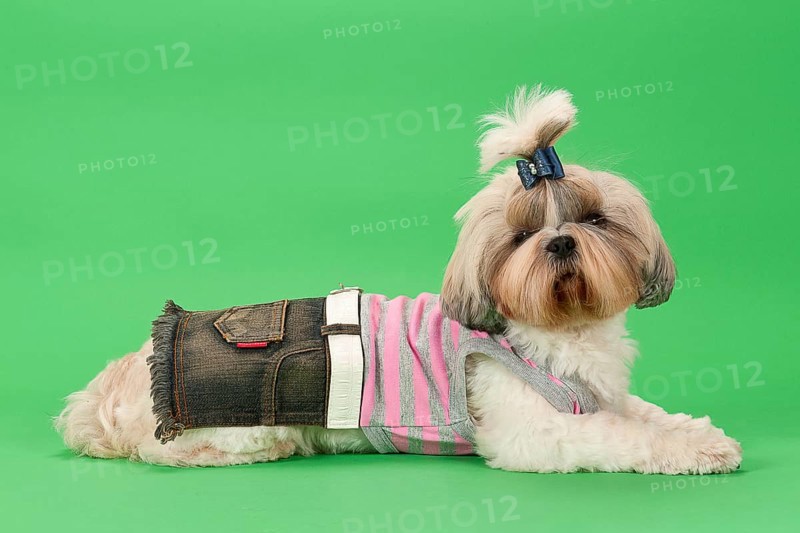 Shih-Tzu bitch
