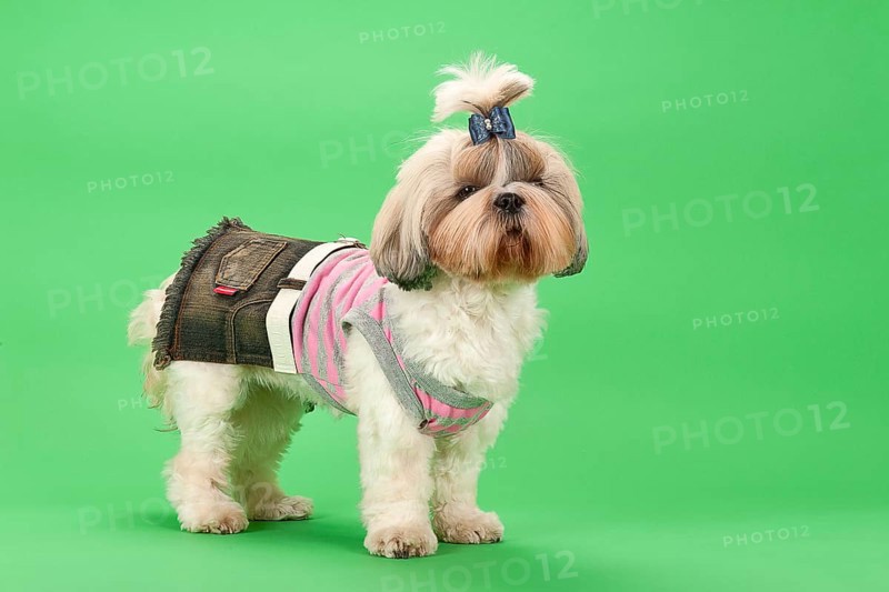Shih-Tzu bitch
