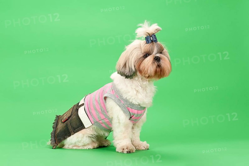 Shih-Tzu bitch