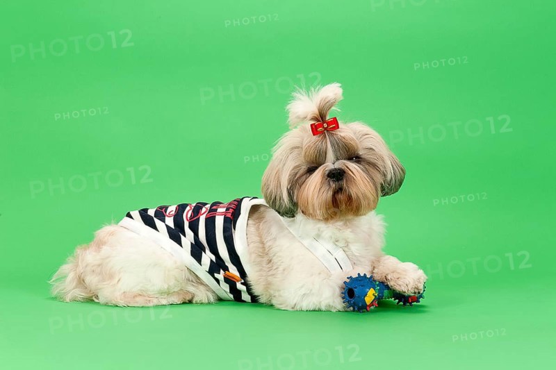 Shih-Tzu bitch