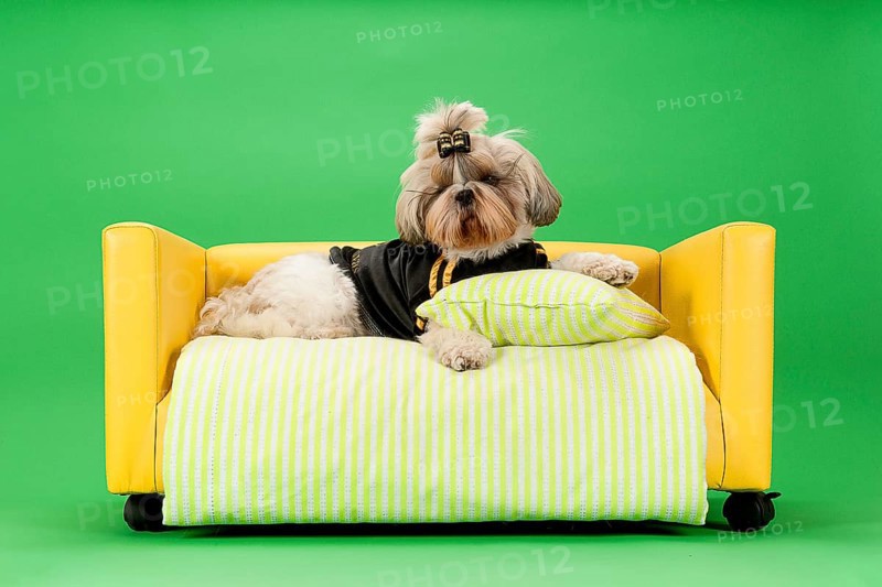 Shih-Tzu bitch