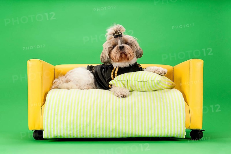 Shih-Tzu bitch