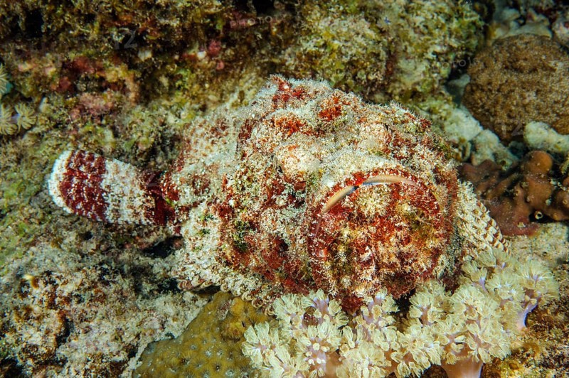 Poisonous stonefish venomous marine animal lies reef stonefish
