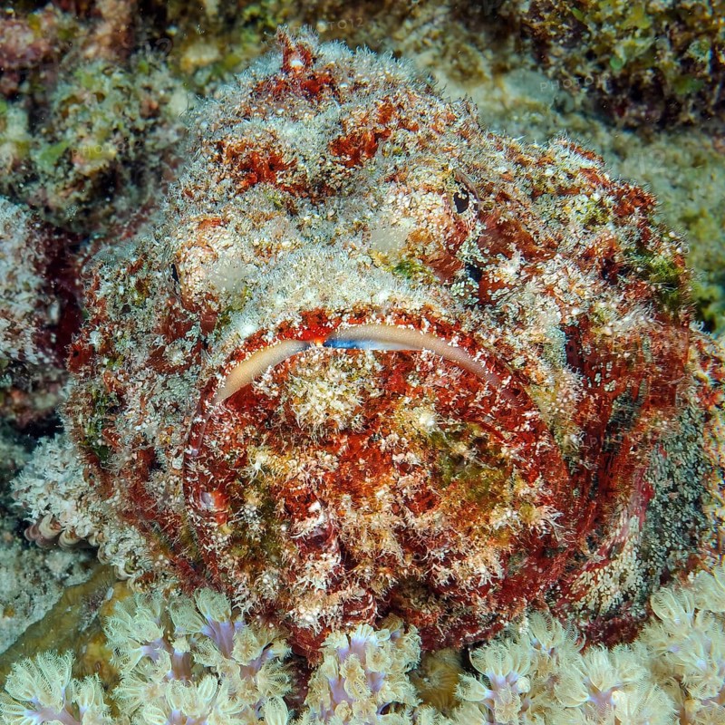 Close-up of head Head portrait of venomous stonefish venomous marine animal lies reef stonefish