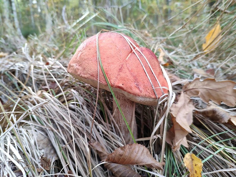 Red-cap