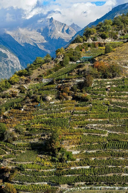 Vineyard terraces on a steep slope at the highest vineyard in Switzerland