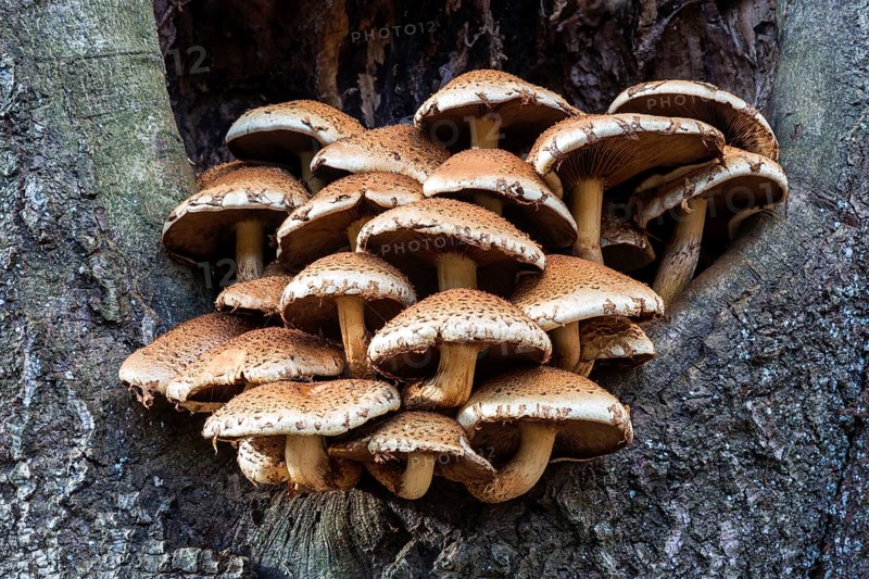 Golden scalycap