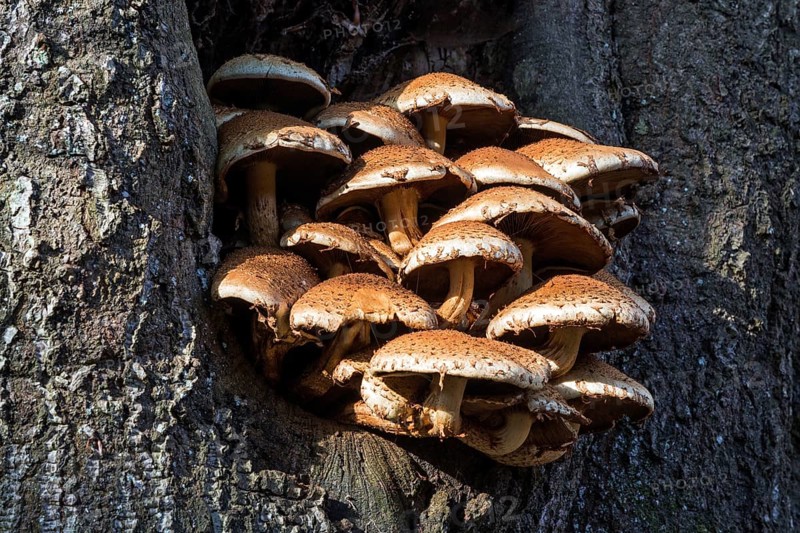 Golden scalycap