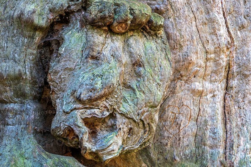 Tree face