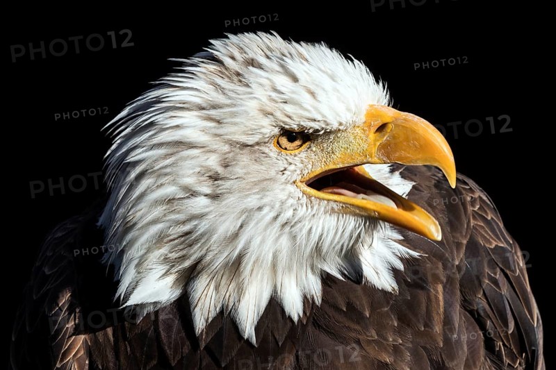 Bald eagle