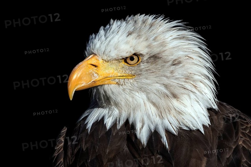 Bald eagle