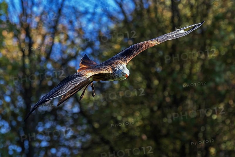 Red Kite