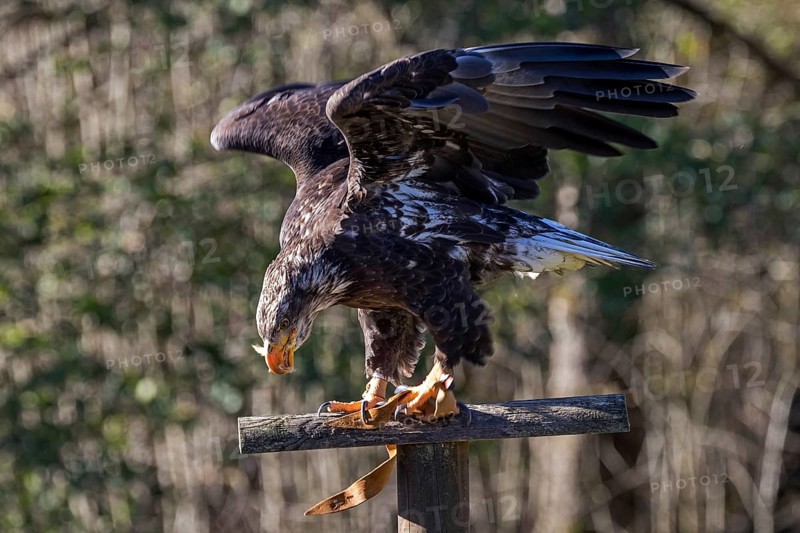 European white-tailed eagle