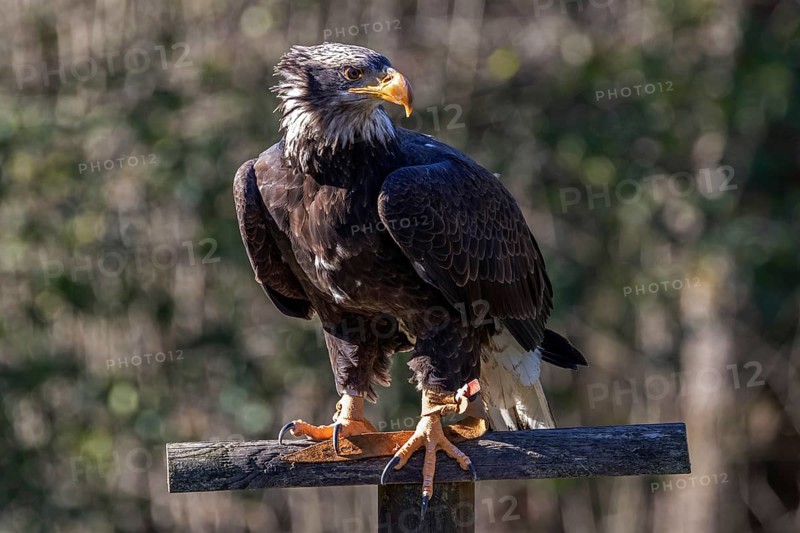 European white-tailed eagle