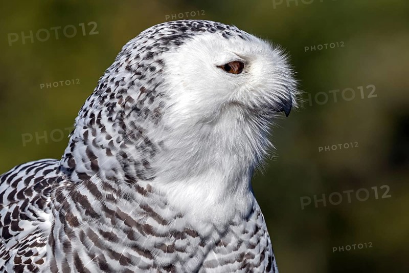 Snowy owl