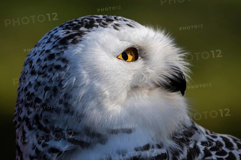 Snowy owl