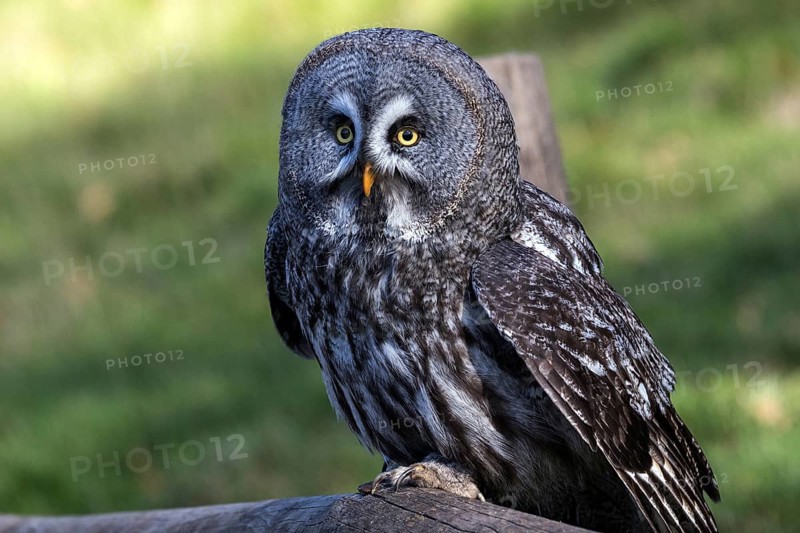 Great Grey Owl