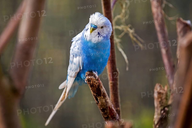 Blue budgie