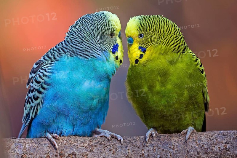 Green-yellow and blue budgie