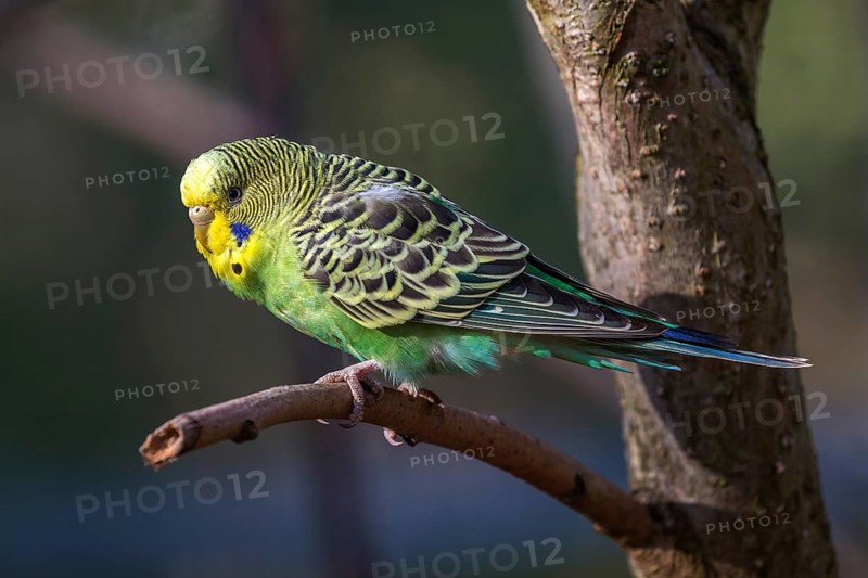 Green-yellow budgie