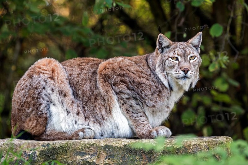 Eurasian lynx
