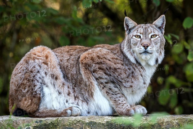 Eurasian lynx
