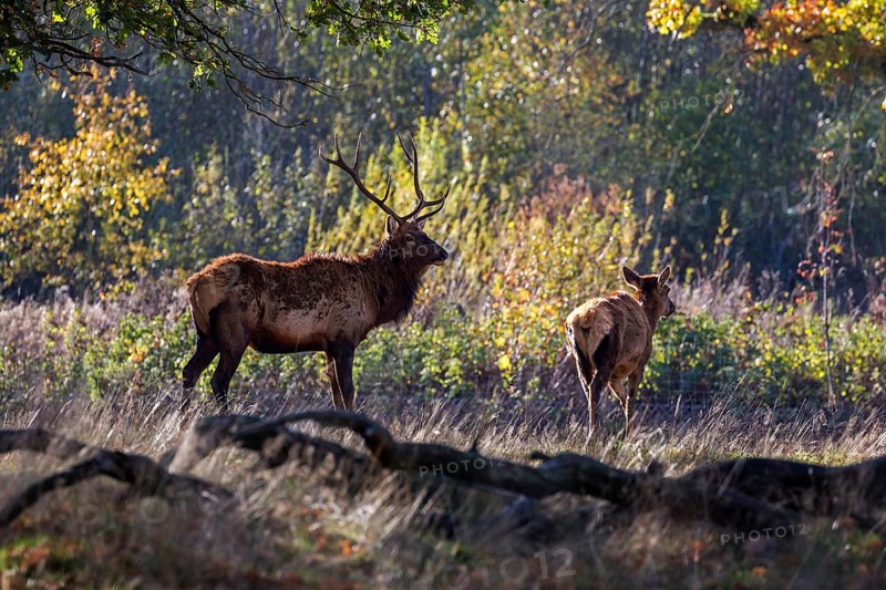 Red deer