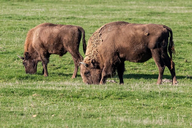Bison