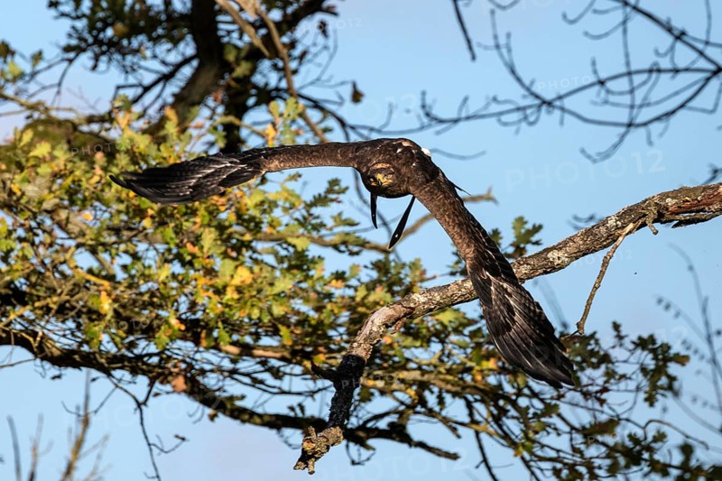 Steppe eagle