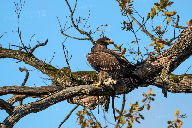 Steppe eagle