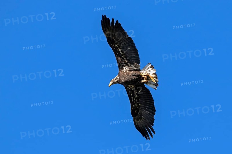 European white-tailed eagle