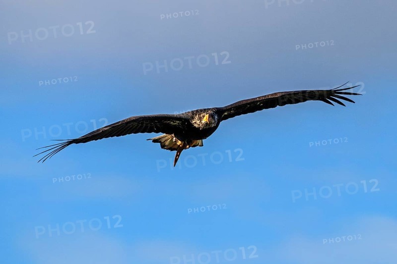 European white-tailed eagle