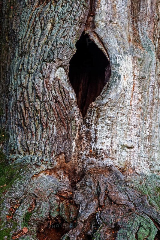 Chimney oak