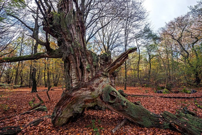 Dead English oak