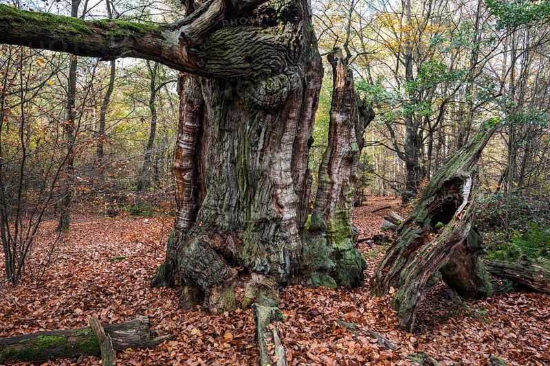 Dead English oak