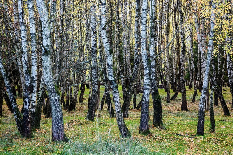 Birches