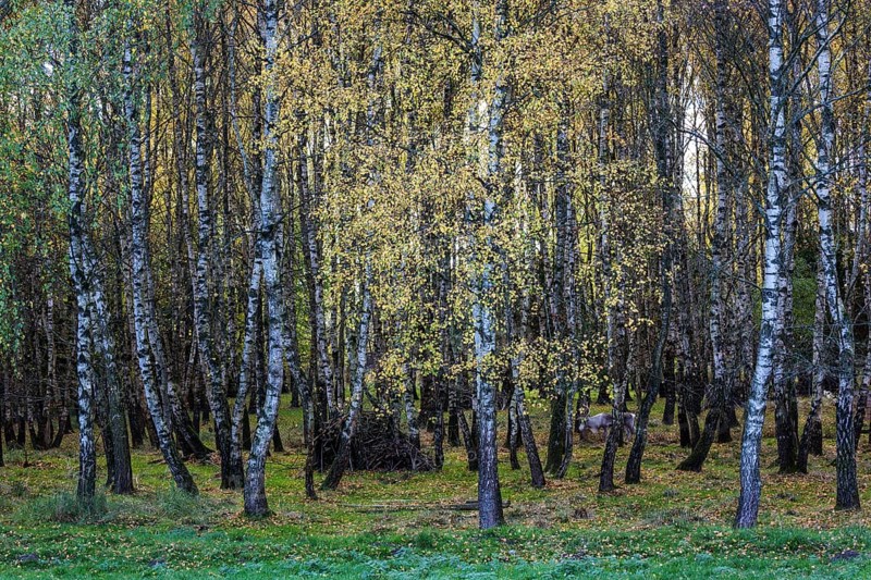 Birches