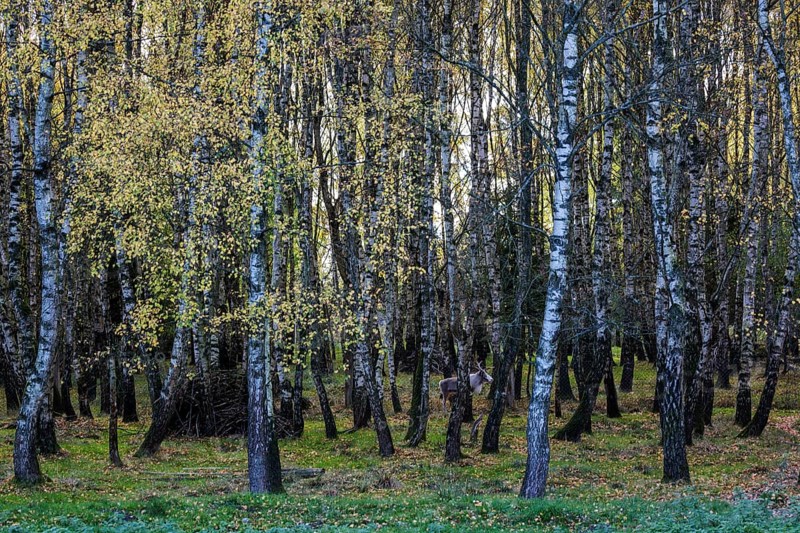 Birches
