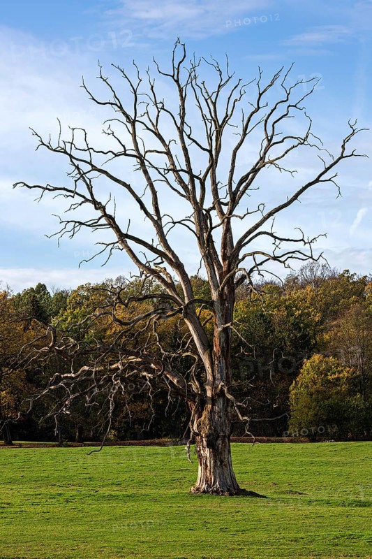 Dead tree