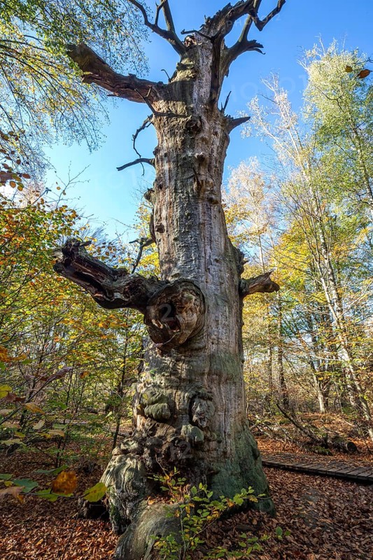 Dead English oak