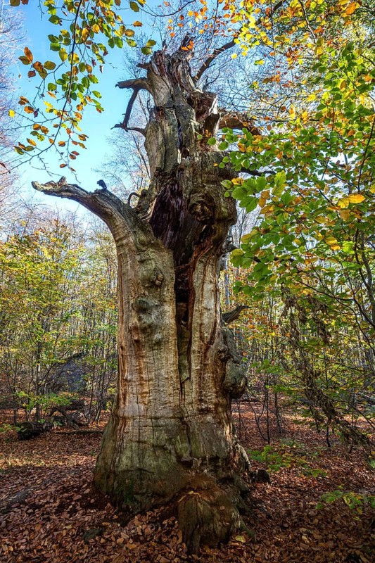 Dead English oak