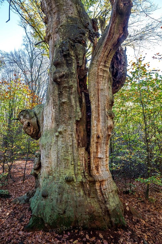 Dead English oak