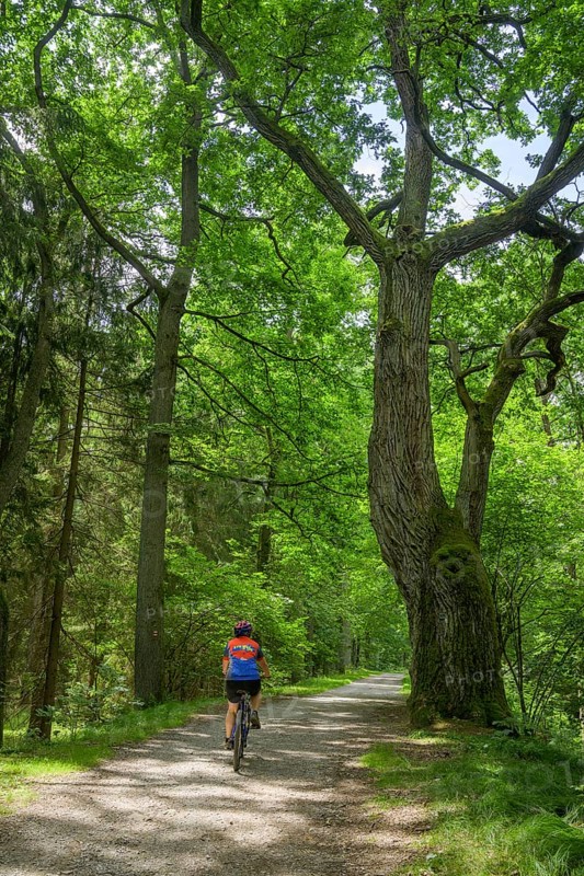 Old oak